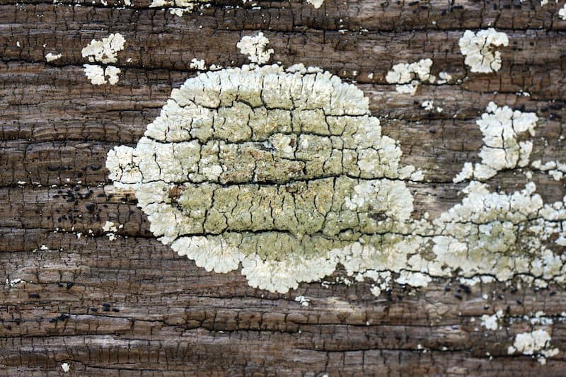 moldy wood